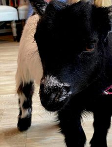 Animal Assisted Therapy featuring a lamb