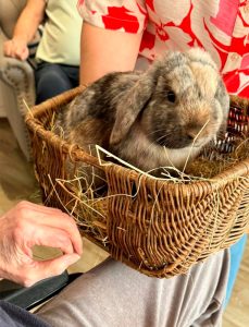 Animal Assisted Therapy featuring a rabbit