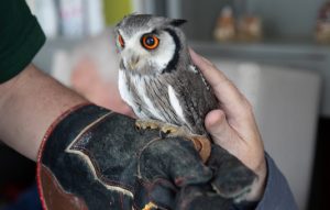 Animal Assisted Therapy featuring an owl